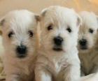West Highland beyaz terrier yavrusu